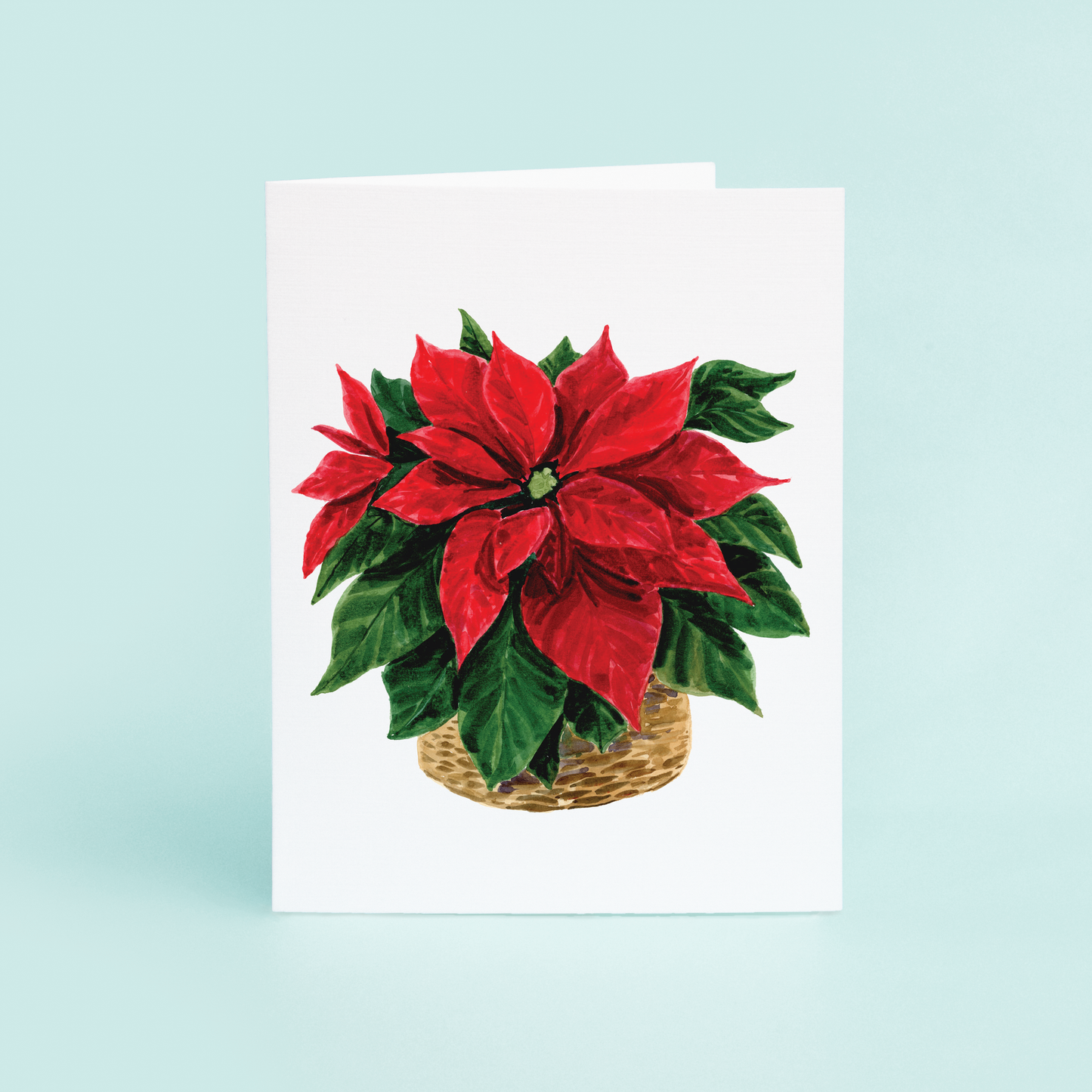 Poinsetta