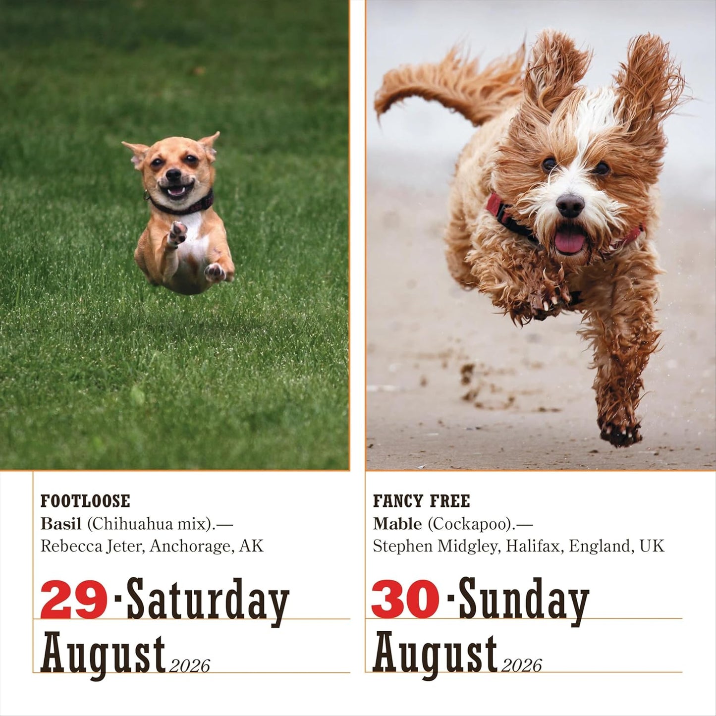 365 Dogs Page-A-Day Calendar 2026: The World's Favorite Dog Calendar