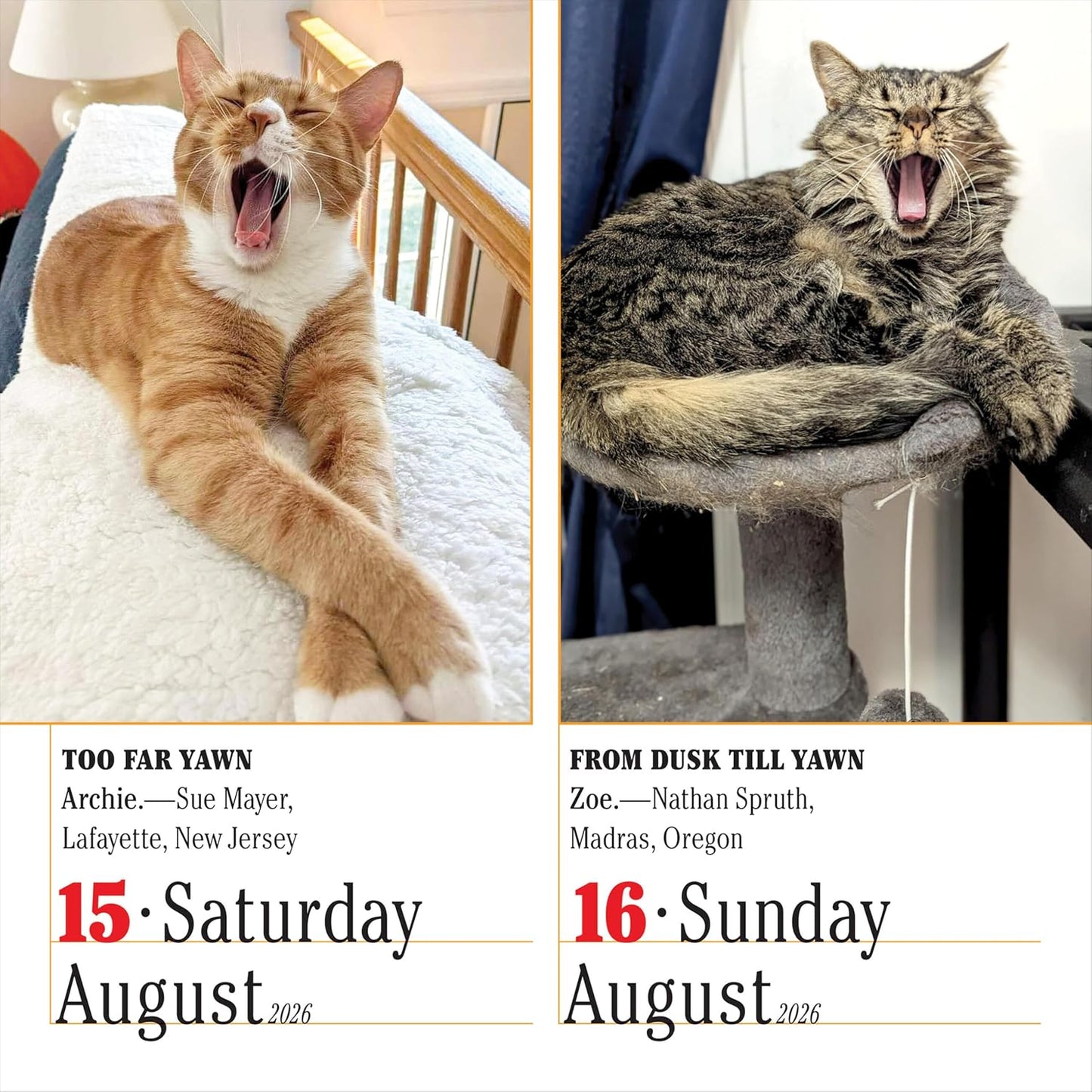 365 Cats Page-A-Day Calendar 2026: The World's Favorite Cat Calendar