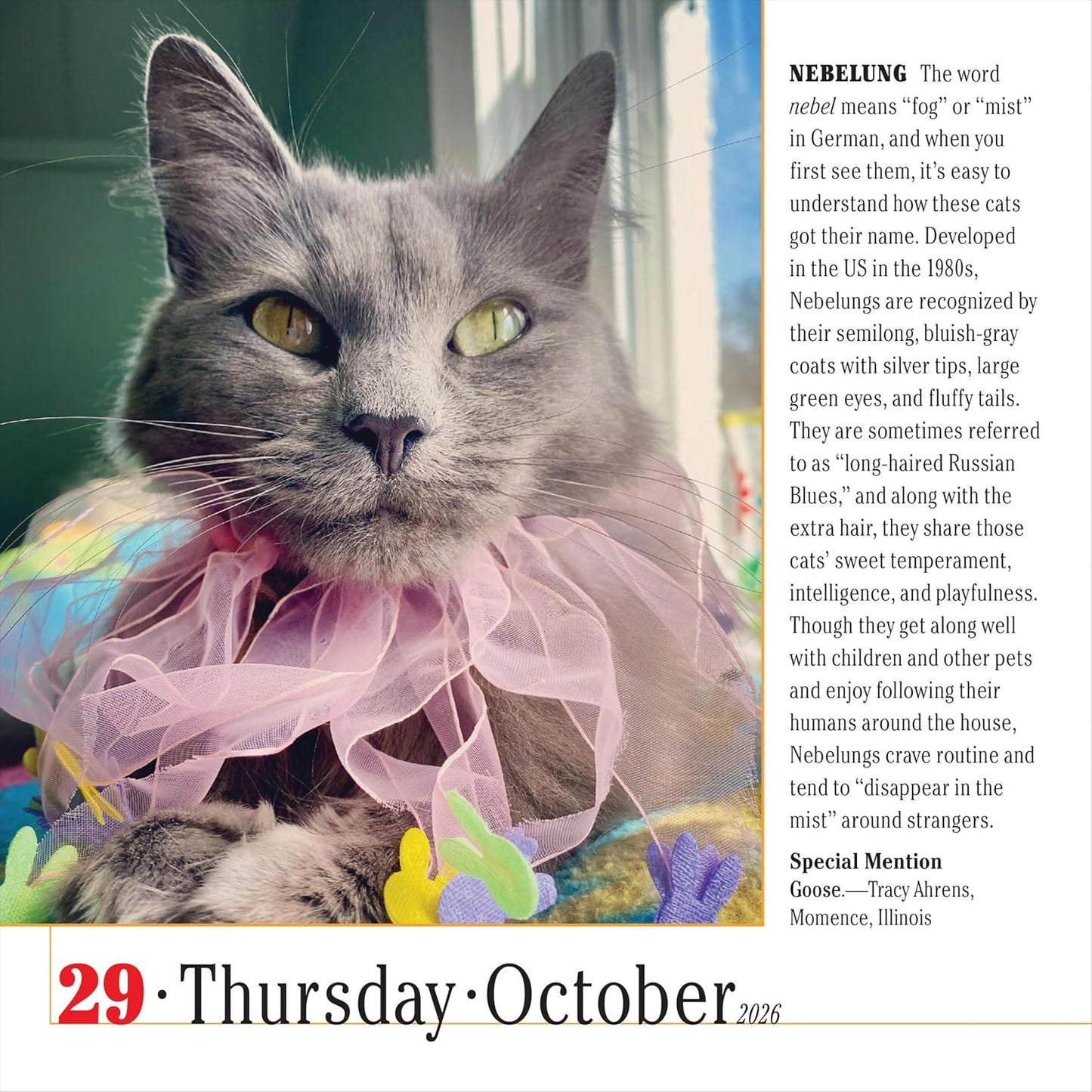 365 Cats Page-A-Day Calendar 2026: The World's Favorite Cat Calendar