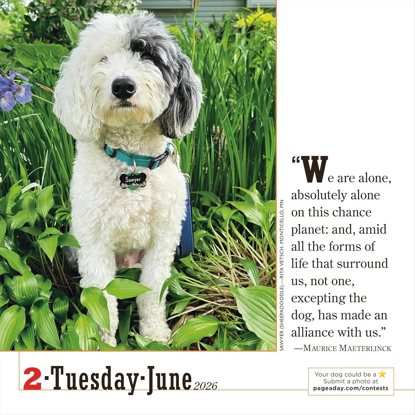 365 Dogs Page-A-Day Calendar 2026: The World's Favorite Dog Calendar